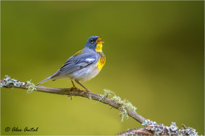 Northern Parula (M)