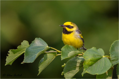 Lawrence's Warbler