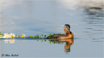 Red-necked Grebe