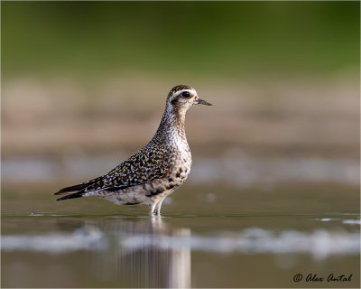 American Golden Plover