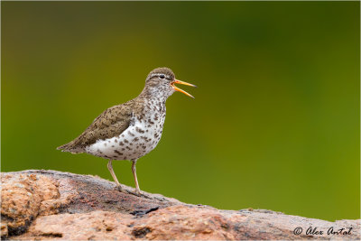 Spotted Sandpiper