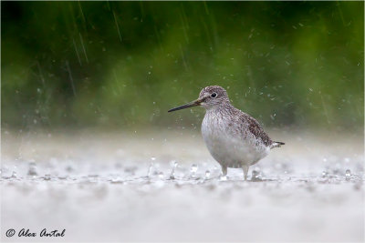 Lesser Yellowlegs