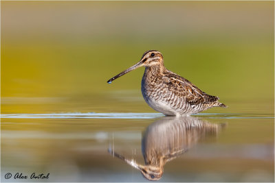 wilsons_snipe