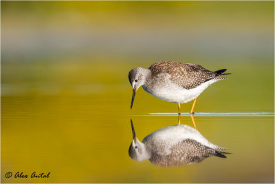 Lesser Yellowlegs