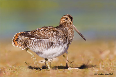 Wilson's Snipe