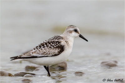 Sanderling