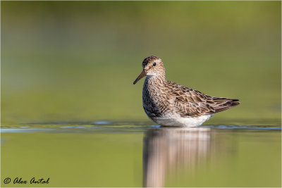 Pectoral Sandpiper