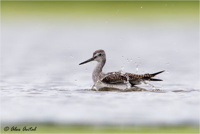 greater_yellowlegs