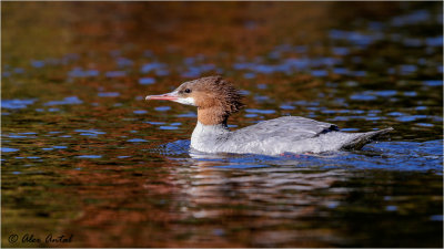 Common Merganser Female