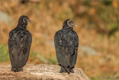  Black Vulture