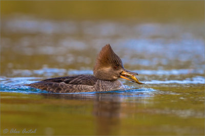 hooded_merganser