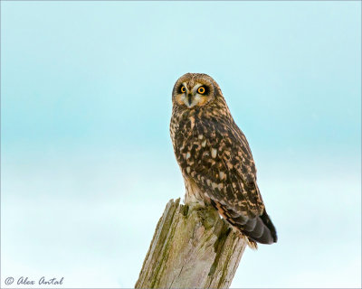 Short-eared Owl