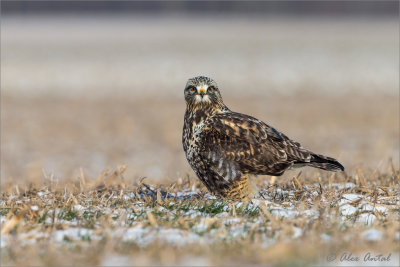 Rough-legged Hawk
