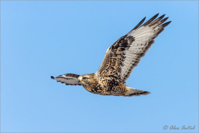 Rough-legged Hawk