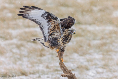 Rough-legged Hawk