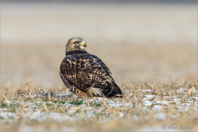 Rough-legged Hawk