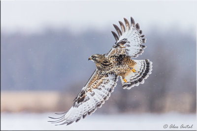 Rough-legged Hawk