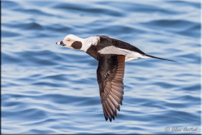 Long-tailed Duck (M)