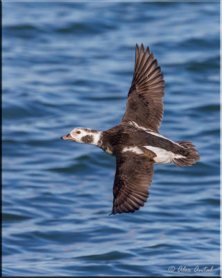 longtailed_duck