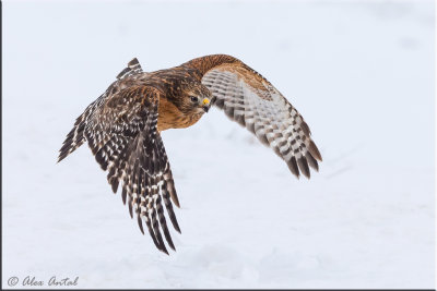 Red-shouldered-Hawk