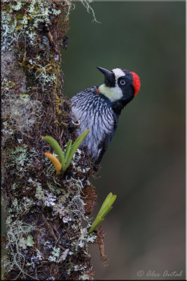 Acorn Woodpecker (F)