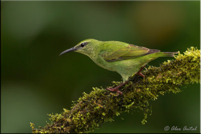 Red-legged Honeycreepers (F)