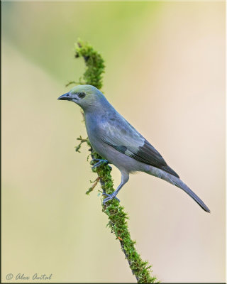 Palm Tanager