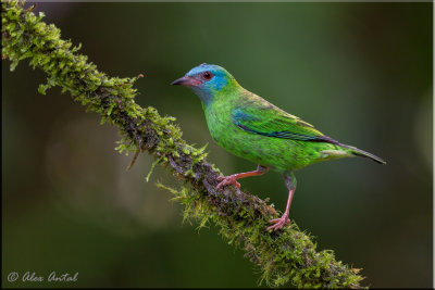 Blue Dacnis (F)