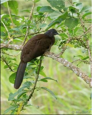 Chachalaca