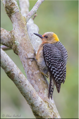 Hoffmann's Woodpecker