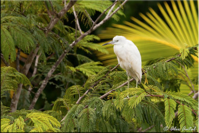 Little Blue Heron Juve