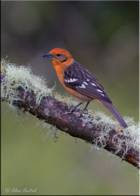 Flame-colored Tanager (M)