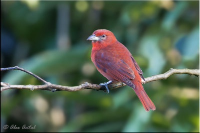 Hepatic Tanager