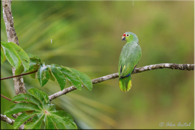 Red-lored-parrot