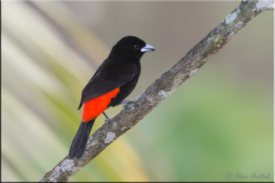 Passerinis Tanager (M)