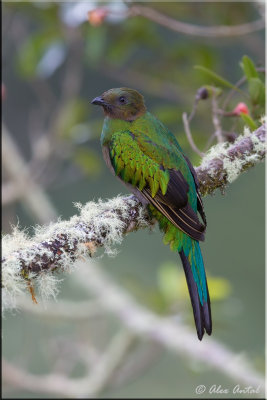 Resplendent Quetzal (F)