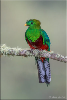 Resplendent Quetzal (M)