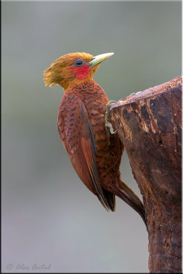 Chestnut-coloured Woodpecker (M)