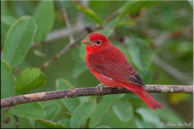 Summer Tanager (M)