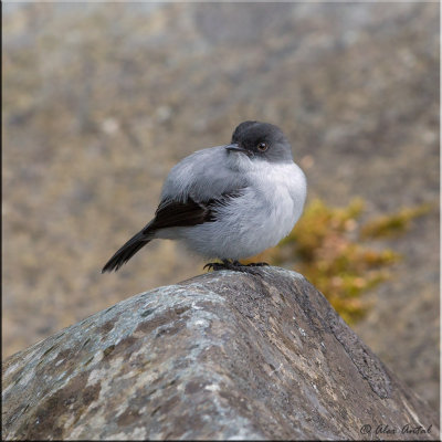 Torrent Tyrannulet