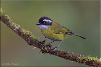 Sotty-capped Bush-Tanager