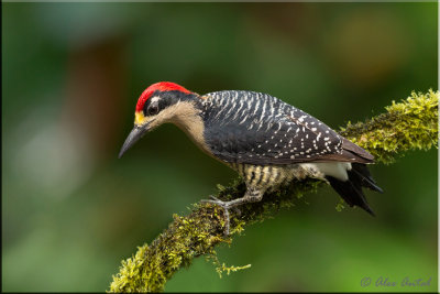 Black-cheeked Woodpecker (M)