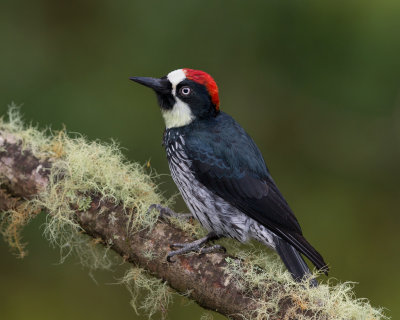 Acorn Woodpecker (M)
