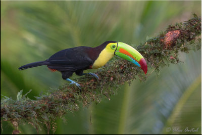 Kill-billed Toucan