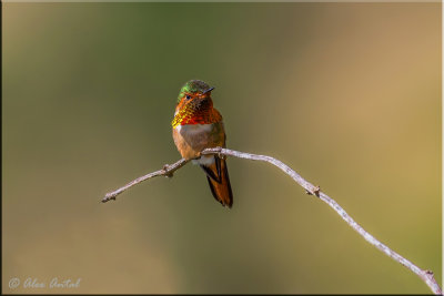 Scintillant Hummingbird (M)
