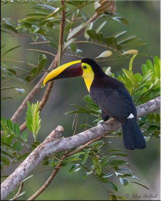 chestnut-mandibled toucan