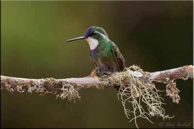 White-throated Mountaingem (M)