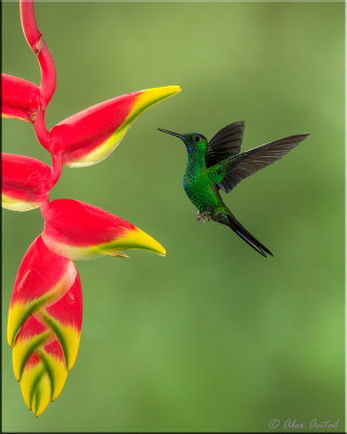 Green-crowned Brilliant (M)