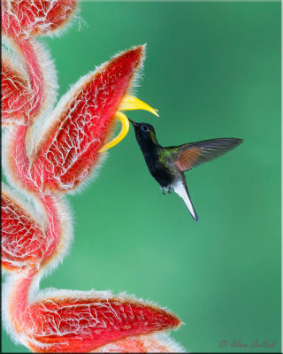 Black-bellied Hummingbird (M)