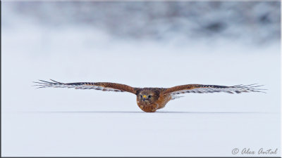 Red-shouldered-Hawk